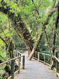 Waterfalls, Jungle Trails & Cloud