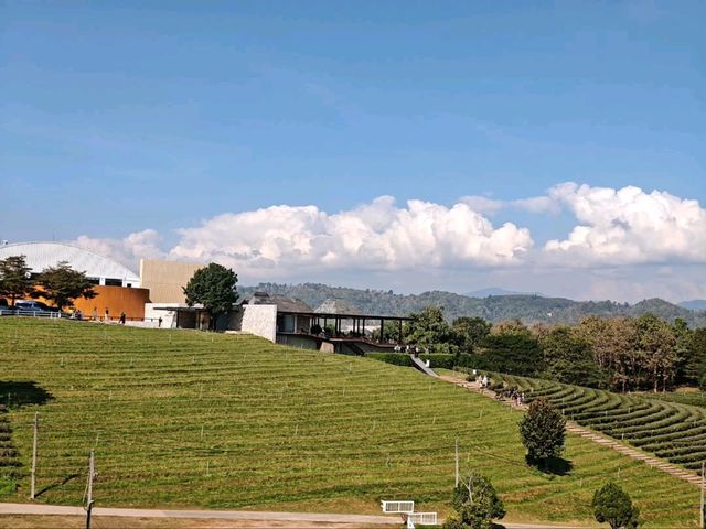 Tea with a View? Say Less! Choui Fong is Pure Bliss