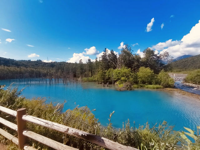 Shirogane Blue Pond: Hokkaido’s Mystical Chromatic Wonder – A Solo Traveler’s Dream"** 🔵🌲