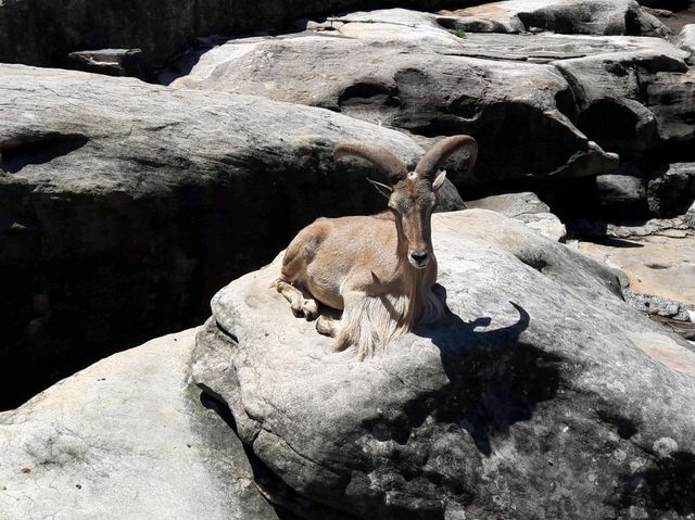 🐨 Taronga Zoo Sydney สวนสัตว์ที่วิวดีที่สุดในโลก!