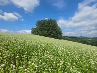 Biei's Gardens vs. Asahidake's Wildflowers