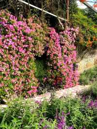 Lavender Garden – A Floral Escape in Cameron Highlands, Malaysia