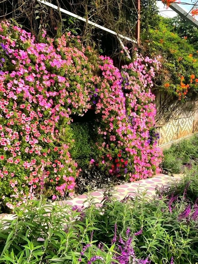 Lavender Garden – A Floral Escape in Cameron Highlands, Malaysia