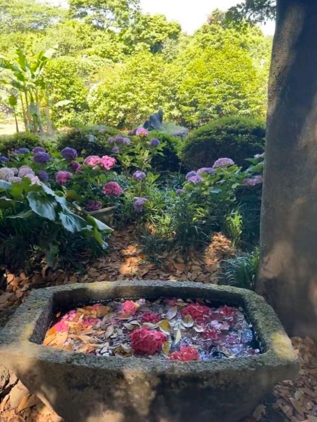 山茶花之丘🇰🇷🩷🌷🌺🌹💐韓國濟州島繡球花