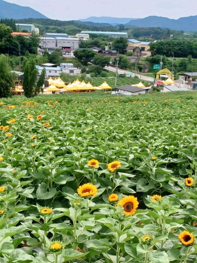 여름에 꼭 가세요