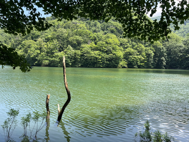 湛藍至極的青池 青森必去的景點