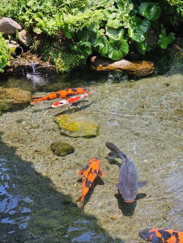 縁側と池がひとつになる、四季映える湧水庭園🌿🏯