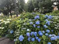 🌸 横浜新港中央広場の紫陽花から、ワールドポーターズ散策、エアキャビンで桜木町へ戻る旅