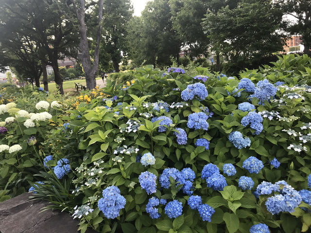 🌸 横浜新港中央広場の紫陽花から、ワールドポーターズ散策、エアキャビンで桜木町へ戻る旅