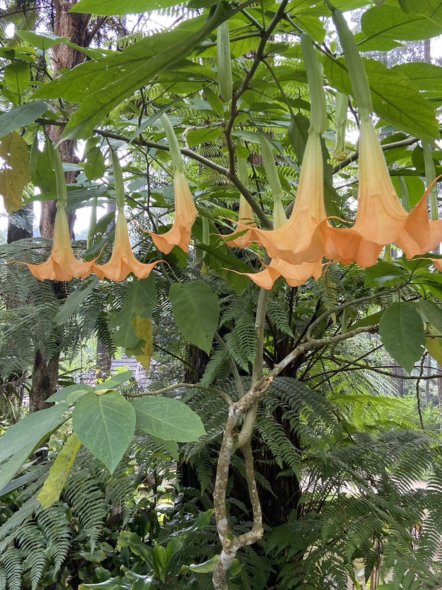 Discovering Serenity: A Journey Through Orchid Forest Cikole