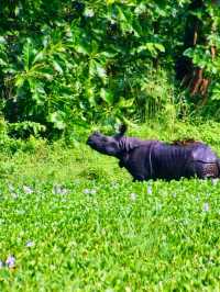 🌿 Chitwan National Park – Where Wilderness Comes Alive 🐘