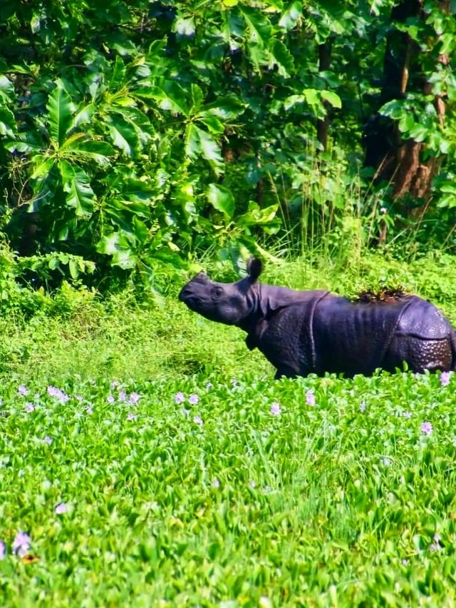 🌿 Chitwan National Park – Where Wilderness Comes Alive 🐘