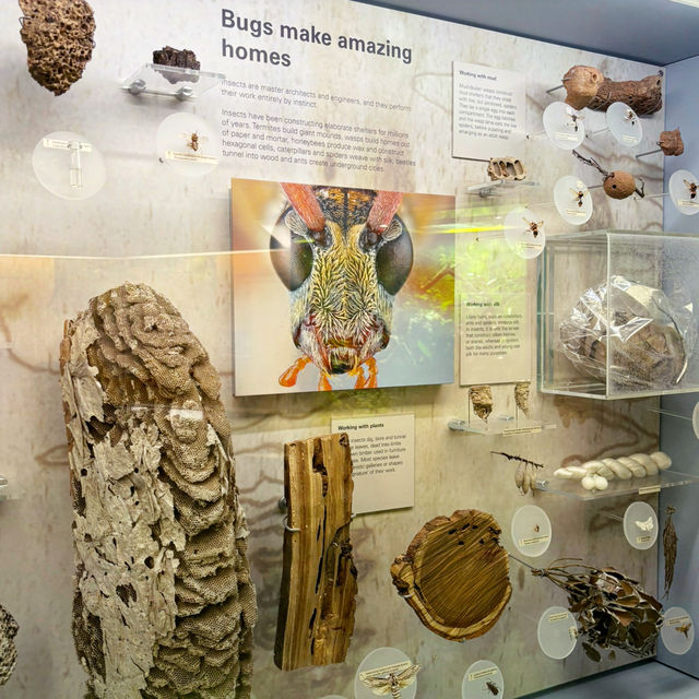 🌳メルボルン博物館で森の息吹を感じ昆虫観察・Forest Gallery
