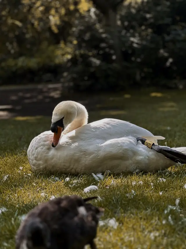 自然の魅力 | ダブリン
