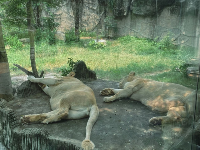 เที่ยวสวนสัตว์เปิดเขาเขียว จ.ชลบุรี 🦒🐘🦛