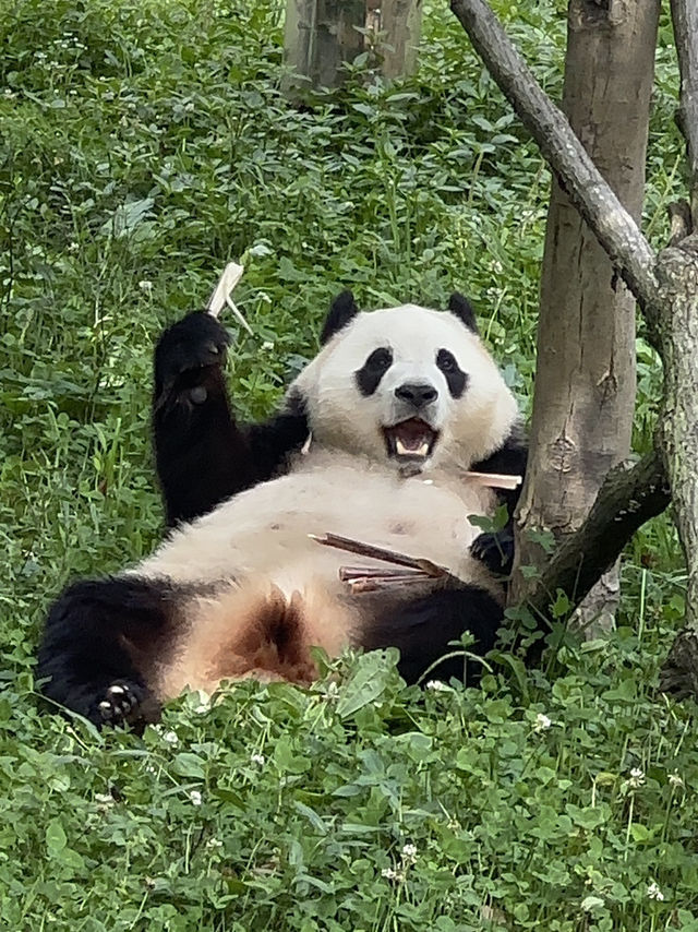 我是福寶