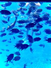 ［埃及旅遊］埃及紅海玻璃船🐠🐡超美的海底世界