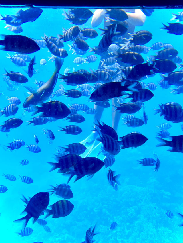 ［埃及旅遊］埃及紅海玻璃船🐠🐡超美的海底世界