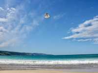 🏖️ Apollo Bay Beach & Wild Koalas at Great Otway National Park 🐨