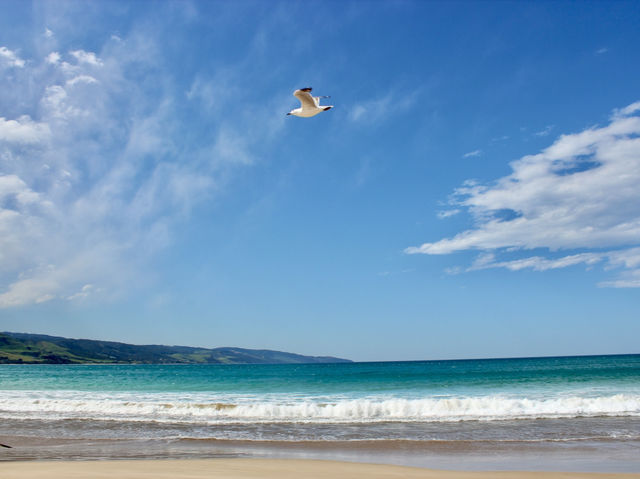 🏖️ Apollo Bay Beach & Wild Koalas at Great Otway National Park 🐨