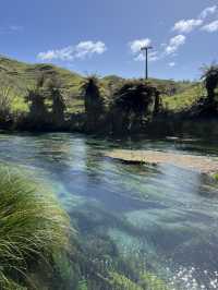 Putaruru Blue Spring (Te Waihou Walkway)