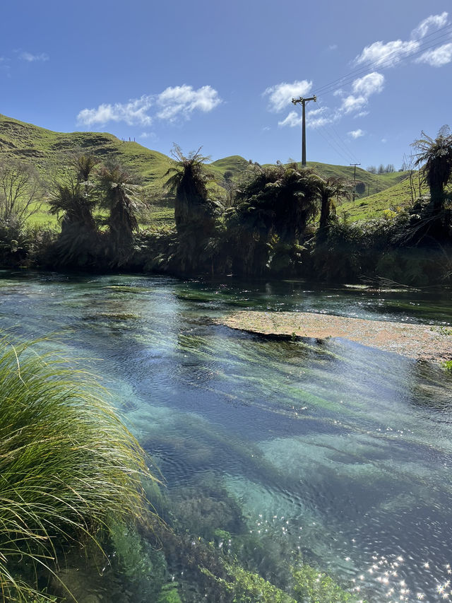 Putaruru Blue Spring (Te Waihou Walkway)