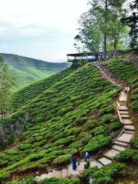 Cameron Highlands