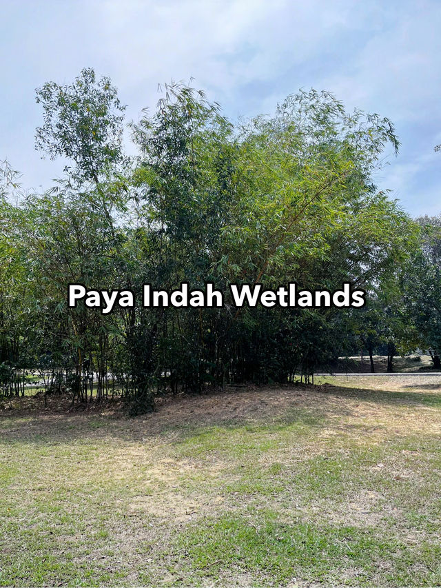 Paya Indah Wetlands: Tranquil Encounter with Hippos, Crocodiles, and Nature’s Stillness