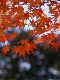 真っ赤な鳥居と黄色のイチョウのコントラストが絶景