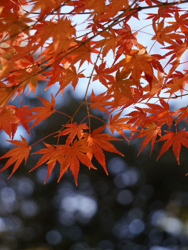 真っ赤な鳥居と黄色のイチョウのコントラストが絶景