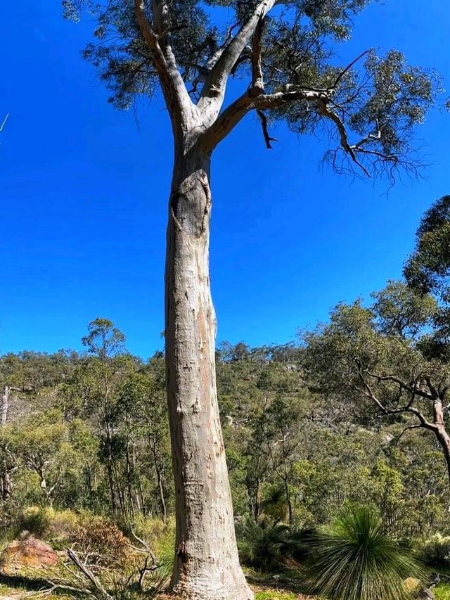 🌄 Kalamunda National Park – Nature’s Hidden Retreat Near Perth