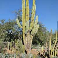 Desert Botanical Garden
