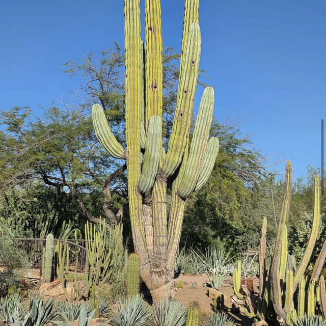 Desert Botanical Garden
