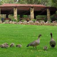 Blooming Beauty: A Day at Araluen Botanic Park, Perth