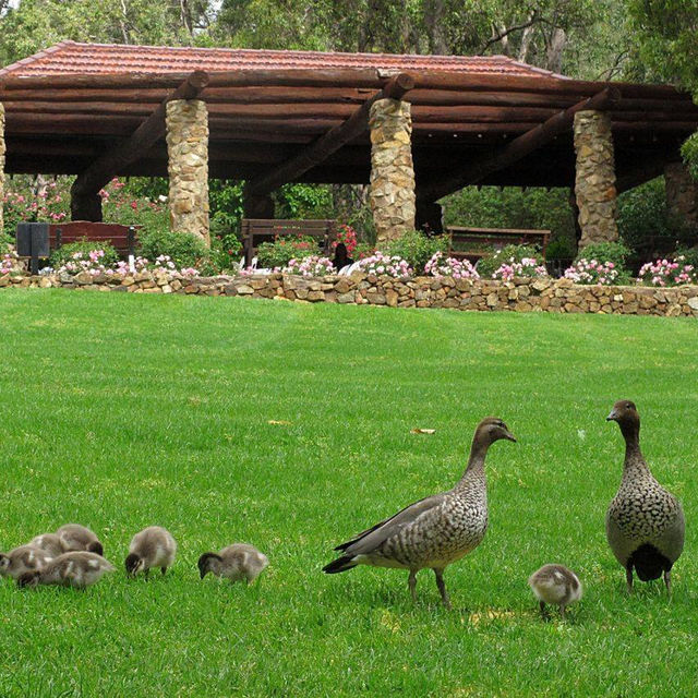 Blooming Beauty: A Day at Araluen Botanic Park, Perth