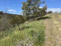 野花樹影下的寫意時光 brimbank park with golden flowers on the ground 