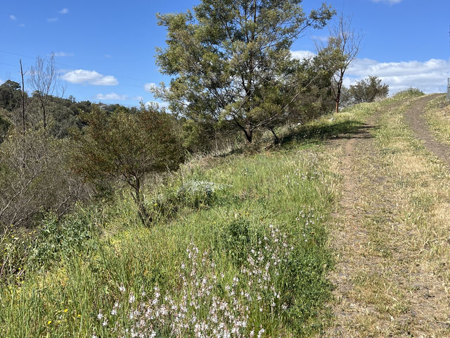 野花樹影下的寫意時光 brimbank park with golden flowers on the ground 