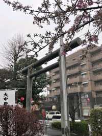 SAKURA JINGU.