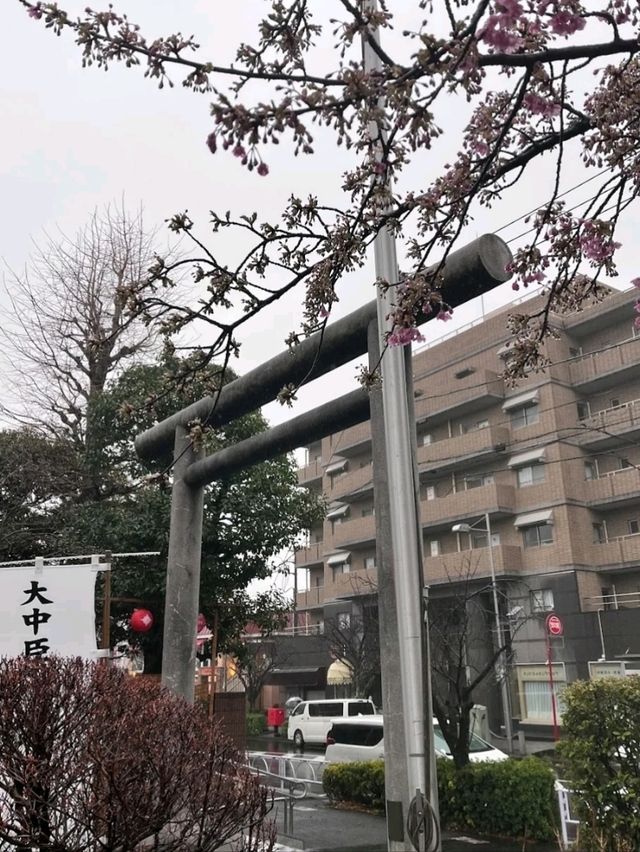 SAKURA JINGU.