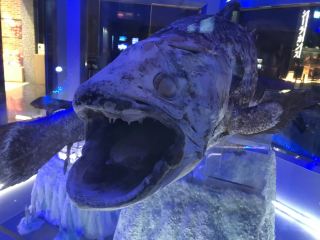 [Shizuoka, Numazu] Discover the mysteries of the deep sea! "Numazu Port Deep Sea Aquarium" 🐠🪸