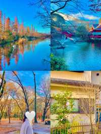 🍁 도쿄의 가을을 담은 이노카시라 시공원 산책 🇯🇵🍂