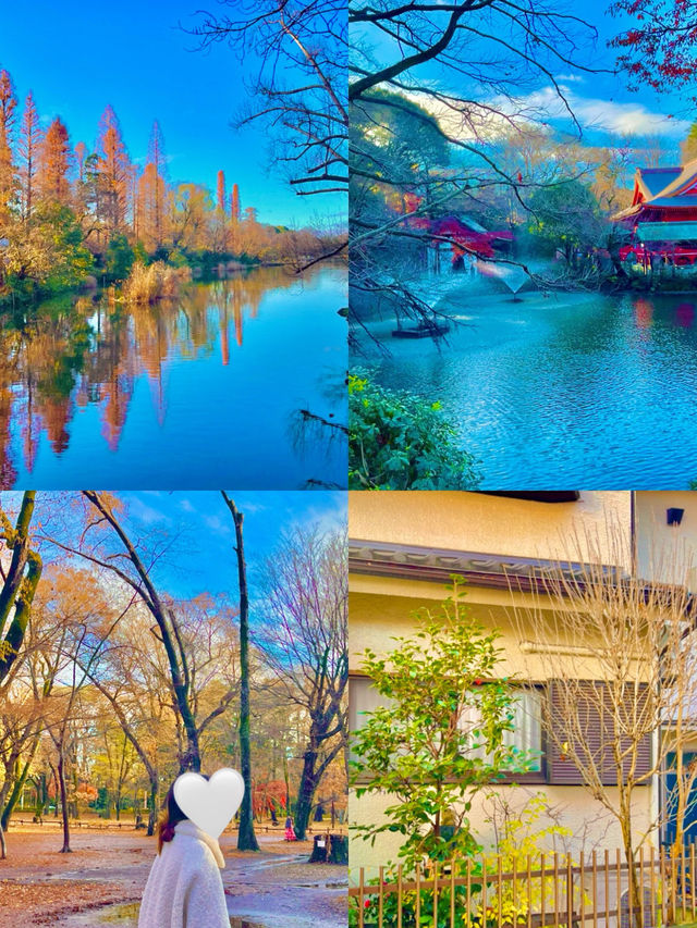 🍁 도쿄의 가을을 담은 이노카시라 시공원 산책 🇯🇵🍂