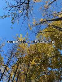 Seoul Forest ในวันที่ใบไม้เปลี่ยนสี