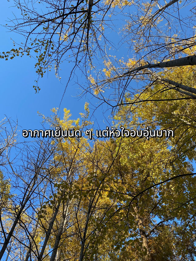 Seoul Forest ในวันที่ใบไม้เปลี่ยนสี