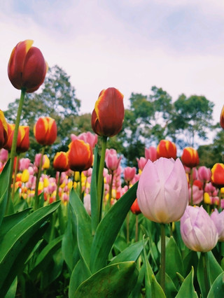 Spring Tulips at Araluen Botanic Park