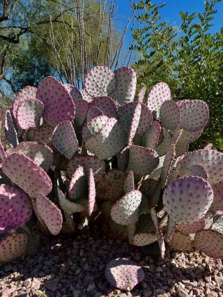 🌵 Desert Botanical Garden – แสงสีทองอร่ามของฤดูใบไม้ร่วงในใจกลางเมืองฟีนิกซ์ 🍂