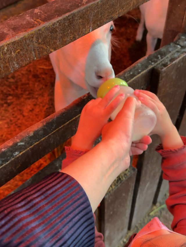 Fresh air, green hills, and happy cows—Kundasang perfection🐄⛰️ Fresh air, green hills, and happy cows—Kundasang perfection🐄⛰️