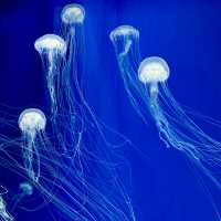 台北Xpark 超夢幻水族館 ✨