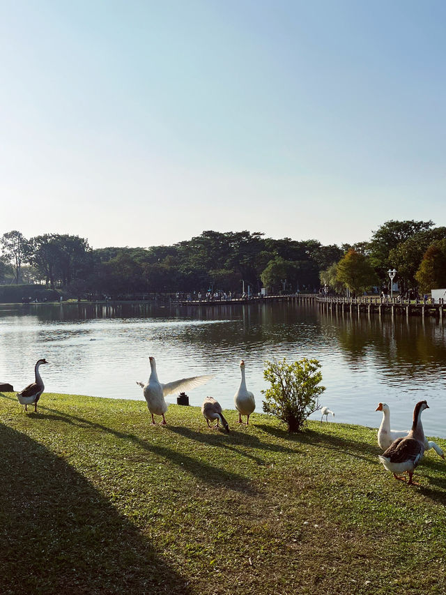 Chimei Park Stroll After Festive Shopping Chimei Park Stroll After Festive Shopping