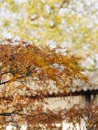 【拙政园】蘇州の秋を象徴するような🍁穏やかで美しい時間でした🍁
